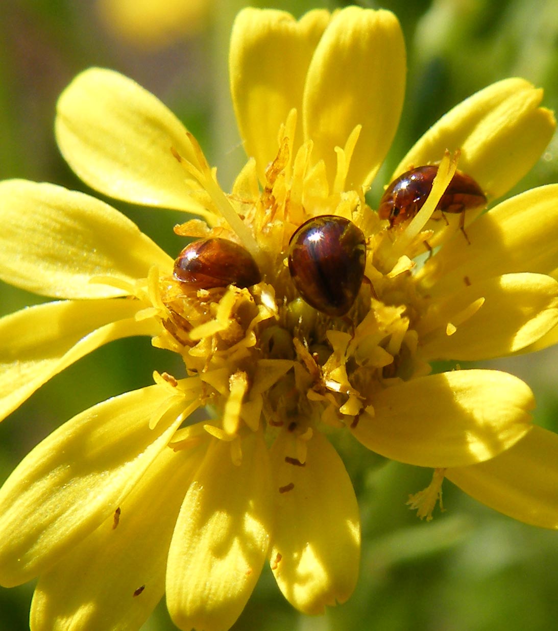 Coleotteri minuscoli